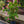 Load image into Gallery viewer, Mandevilla Trellis