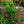 Load image into Gallery viewer, Mandevilla Trellis