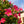Load image into Gallery viewer, Coral Pink Mandevilla