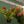 Load image into Gallery viewer, Assorted Mandevilla