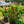 Load image into Gallery viewer, Mandevilla Trellis
