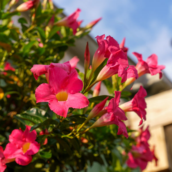 Coral Pink Mandevilla