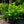 Load image into Gallery viewer, Manhattan Euonymus