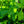 Load image into Gallery viewer, Manhattan Euonymus