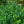 Load image into Gallery viewer, Manhattan Euonymus