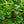 Load image into Gallery viewer, Manhattan Euonymus