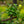Load image into Gallery viewer, Manhattan Euonymus