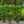 Load image into Gallery viewer, Manhattan Euonymus