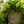 Load image into Gallery viewer, Marble Queen Pothos