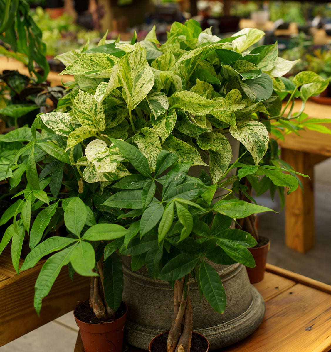 marble queen pothos variegated Marble Queen Pothos – Plant Detectives