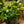 Load image into Gallery viewer, Marble Queen Pothos