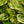 Load image into Gallery viewer, Marble Queen Pothos