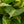 Load image into Gallery viewer, Marble Queen Pothos