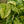 Load image into Gallery viewer, Marble Queen Pothos