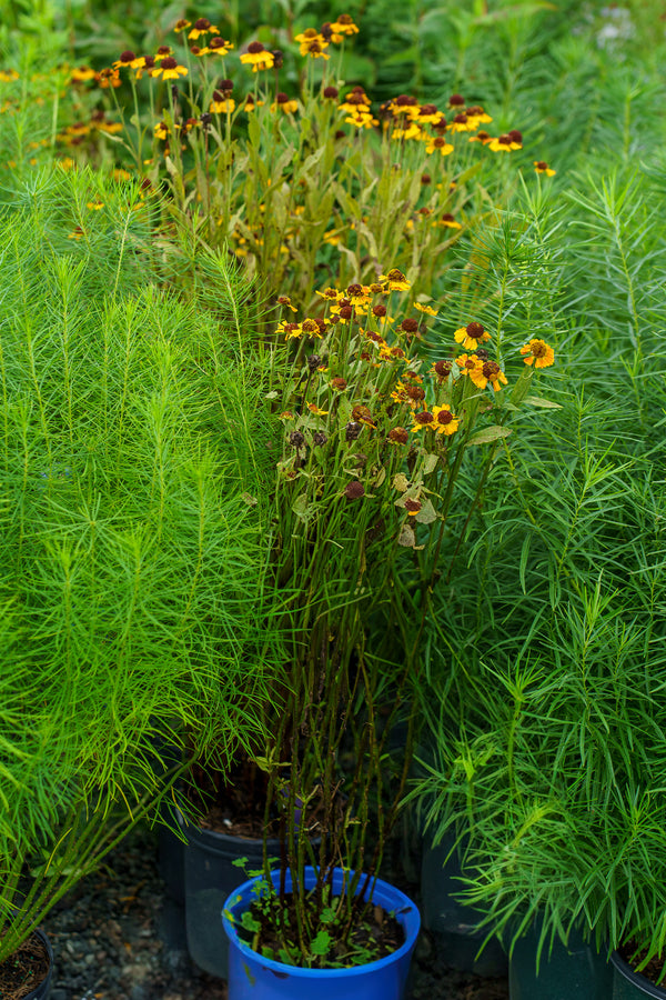 Mardi Gras Sneezeweed