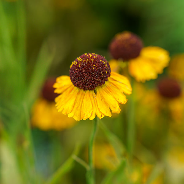 Mardi Gras Sneezeweed