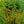 Load image into Gallery viewer, Mardi Gras Sneezeweed