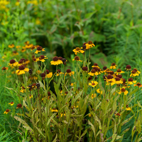 Mardi Gras Sneezeweed