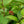 Load image into Gallery viewer, Mariesii Doublefile Viburnum