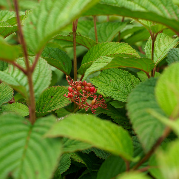Mariesii Doublefile Viburnum