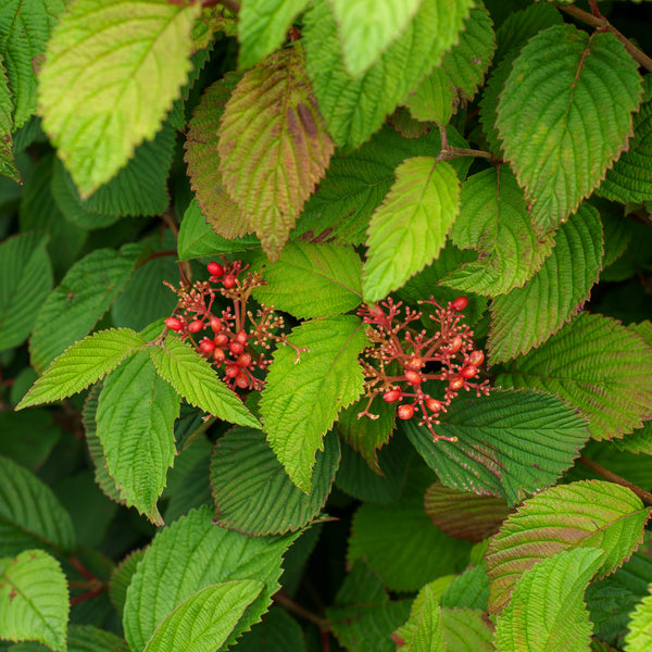 Mariesii Doublefile Viburnum