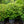 Load image into Gallery viewer, Mariesii Doublefile Viburnum