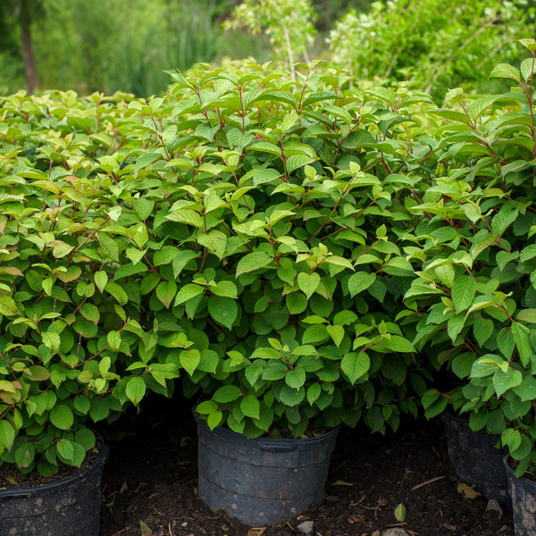 Mariesii Doublefile Viburnum