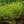 Load image into Gallery viewer, Mariesii Doublefile Viburnum