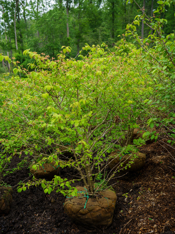 Mariesii Doublefile Viburnum