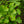 Load image into Gallery viewer, Mariken Ginkgo
