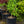 Load image into Gallery viewer, Mariken Ginkgo