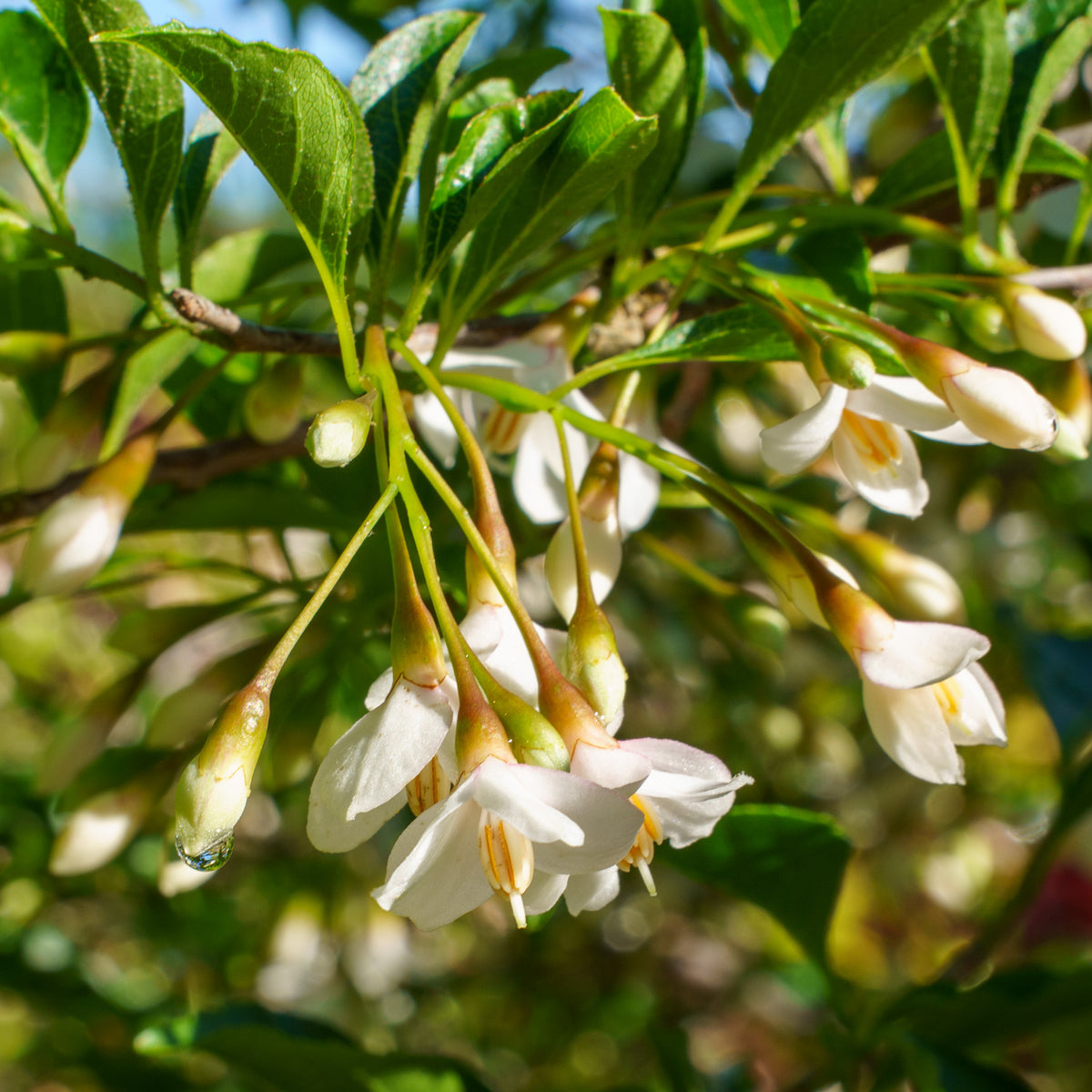 Marley's Pink Weeping Japanese Snowbell – Plant Detectives
