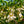 Load image into Gallery viewer, Marley's Pink Japanese Snowbell