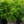 Load image into Gallery viewer, Mary Holman American Holly