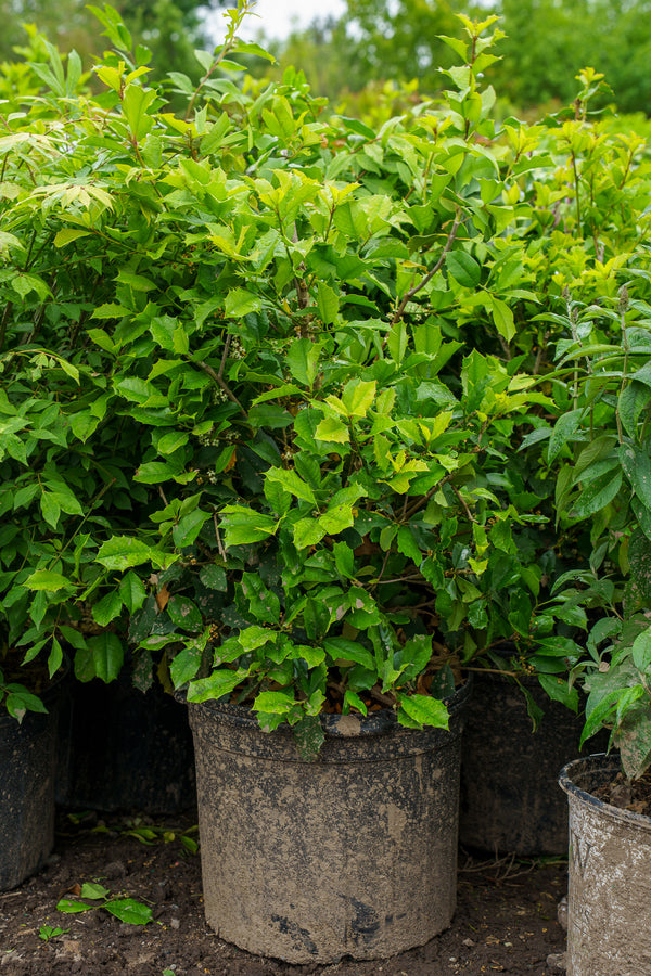 Mary Holman American Holly