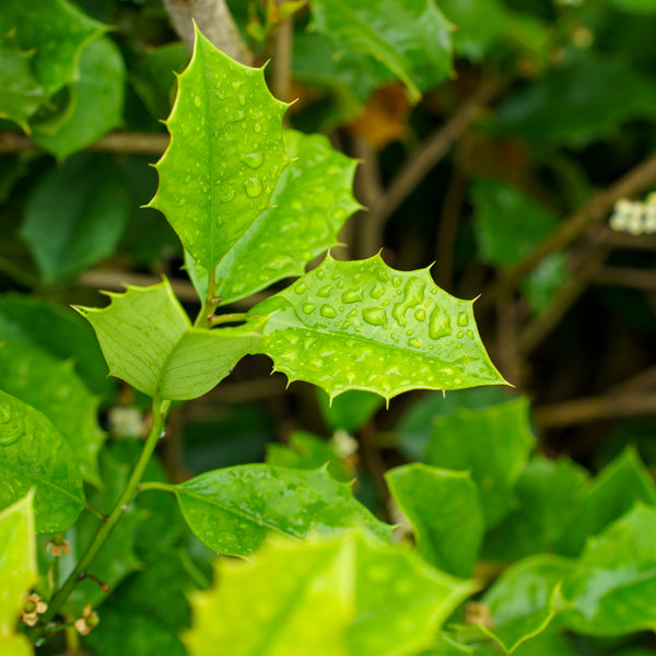 Mary Holman American Holly