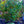 Load image into Gallery viewer, Maryland Beauty Winterberry Holly
