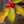 Load image into Gallery viewer, Maryland Beauty Winterberry Holly - Holly - Hollies