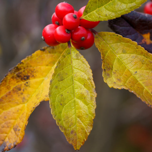 Maryland Beauty Winterberry Holly - Holly - Hollies