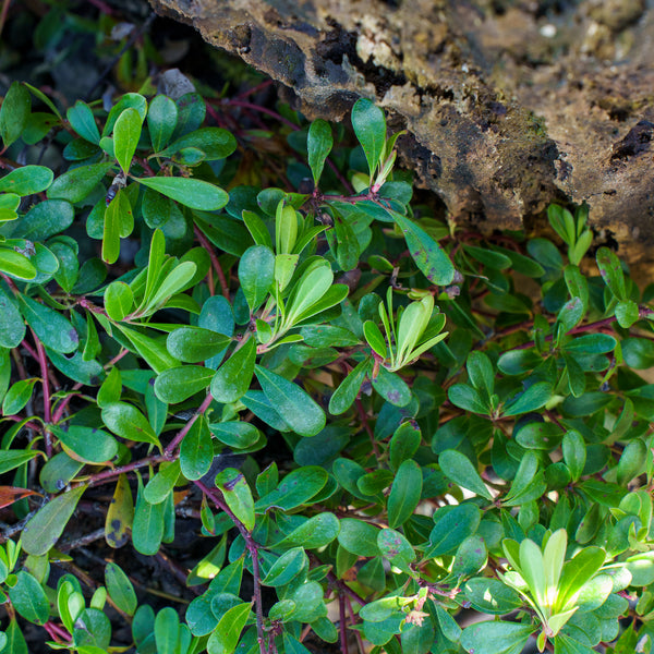 Massachusetts Bearberry