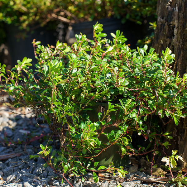 Massachusetts Bearberry