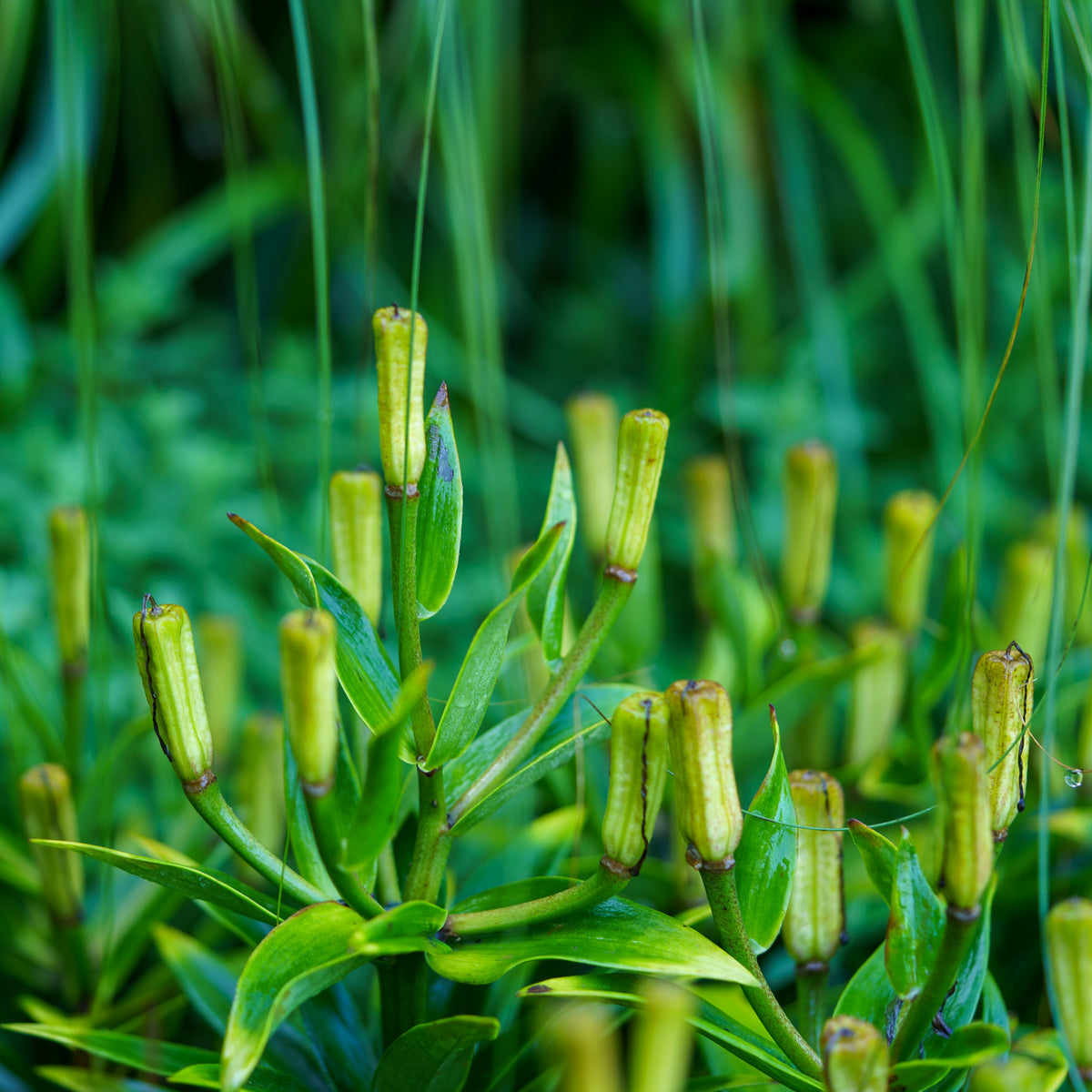 orange and yellow asiatic lily Matrix Orange Asiatic Lily – Plant Detectives
