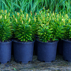 Matrix Orange Asiatic Lily
