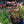 Load image into Gallery viewer, Matrona Stonecrop
