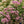 Load image into Gallery viewer, Matrona Stonecrop