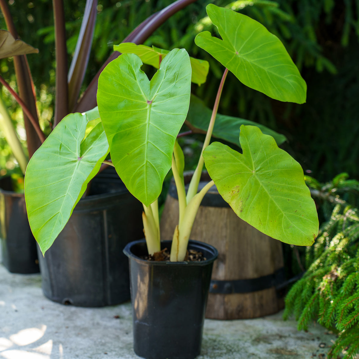 elena elephant ear plant Maui Gold Elephant Ear – Plant Detectives