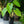 Load image into Gallery viewer, Maui Gold Elephant Ear
