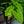 Load image into Gallery viewer, Maui Gold Elephant Ear