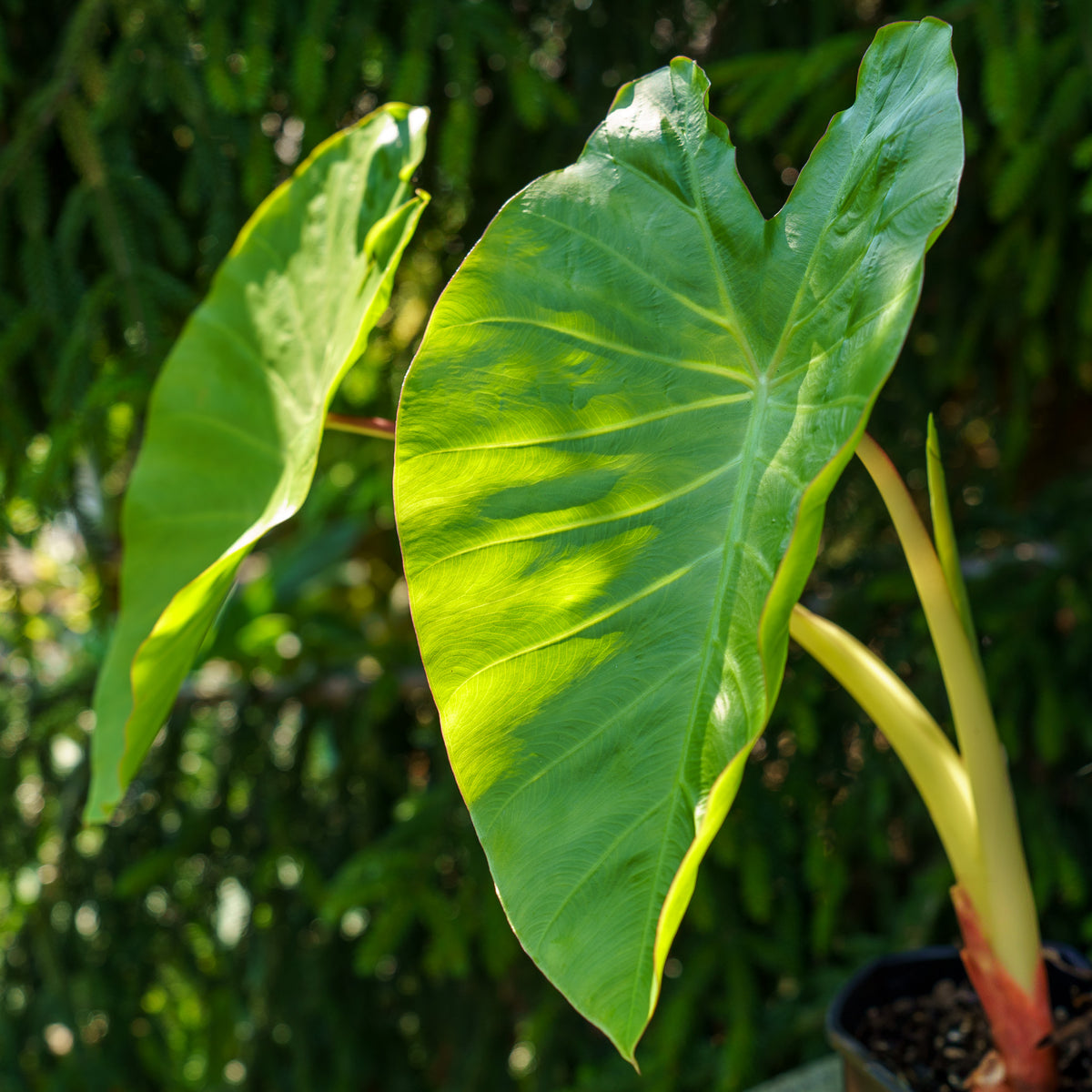 Maui Gold Elephant Ear – Plant Detectives