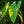 Load image into Gallery viewer, Maui Gold Elephant Ear